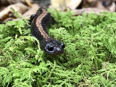 Plethodon shenandoah
