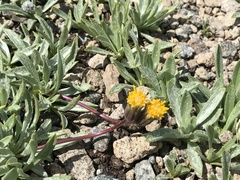 Raillardella argentea