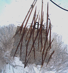 Trichophaeopsis bicuspis