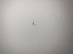 Spermophora senoculata