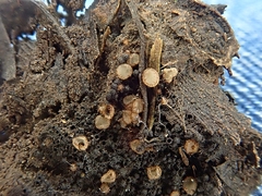 Trichophaeopsis bicuspis