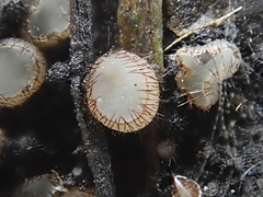 Trichophaeopsis bicuspis