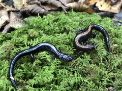 Plethodon shenandoah