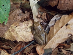 Trachycephalus mesophaeus