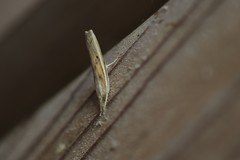 Fissicrambus profanellus