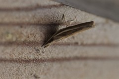 Fissicrambus profanellus