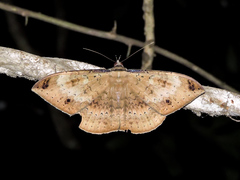 Hemeroblemma opigena