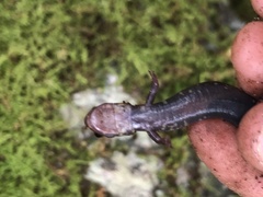 Plethodon shenandoah