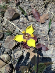 Trimezia juncifolia