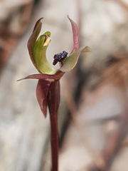 Chiloglottis trapeziformis