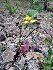 Trimezia juncifolia