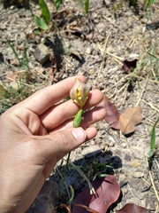 Trimezia juncifolia