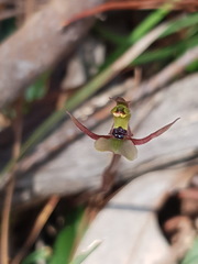 Chiloglottis trapeziformis