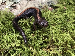 Plethodon shenandoah