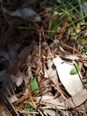 Chiloglottis trapeziformis