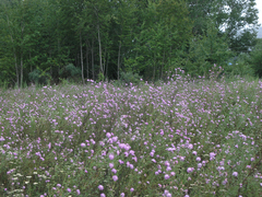 Centaurea pseudomaculosa