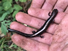 Plethodon shenandoah