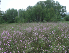 Centaurea pseudomaculosa