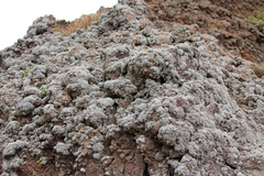 Stereocaulon vesuvianum