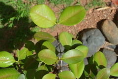 Calyptranthes estremerae