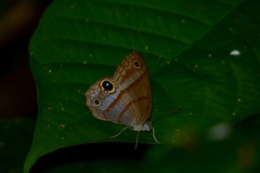 Amiga arnaca adela