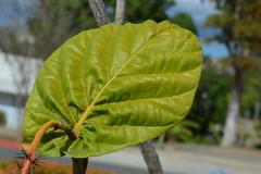 Coccoloba rugosa