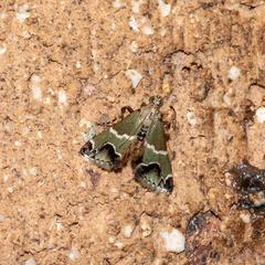 Arescoptera idiotypa