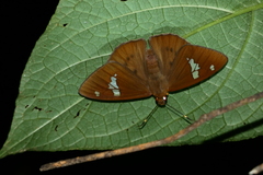 Dyscophellus phraxanor