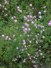 Centaurea pseudomaculosa