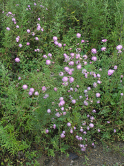 Centaurea pseudomaculosa