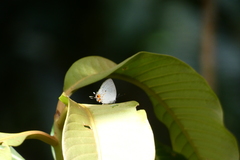 Iaspis andersoni