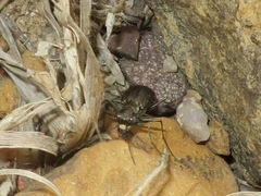 Cicindela punctulata punctulata