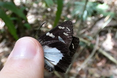 Entheus matho aequatorius