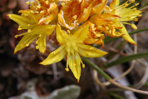 Lanceleaf Stonecrop