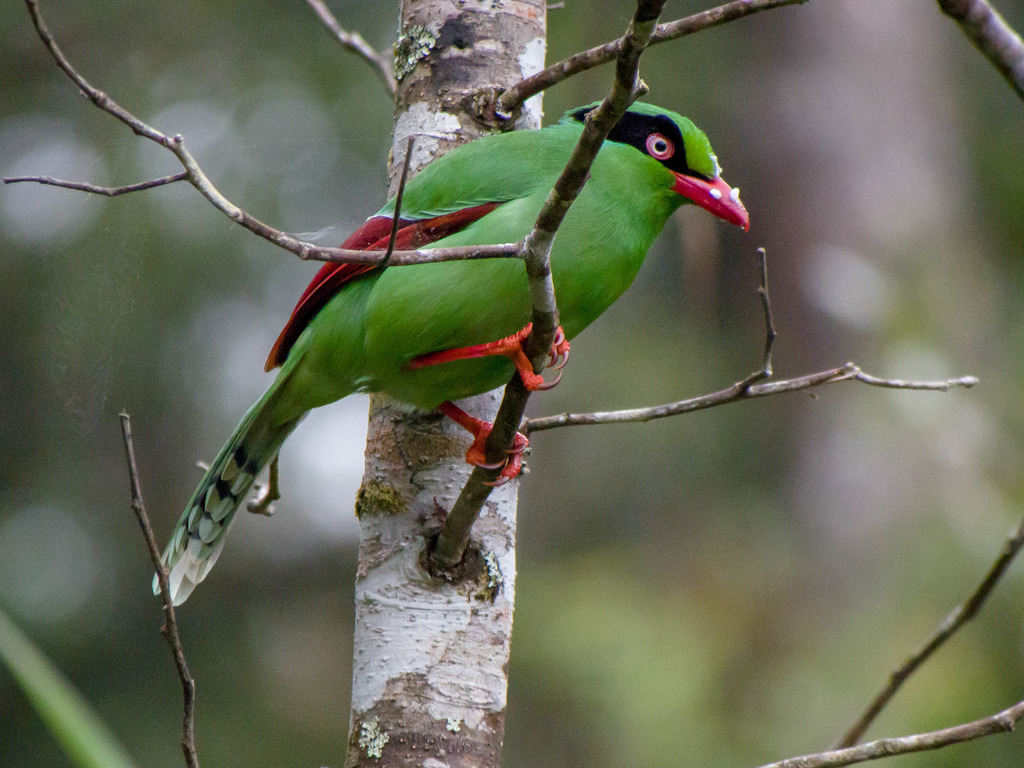 Javan Green-Magpie (Cissa thalassina) photo