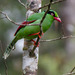 Javan Green-Magpie - Photo (c) Mike Prince, some rights reserved (CC BY)