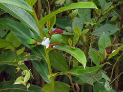 Javan Green Magpie photo 3