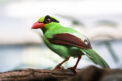Javan Green Magpie photo 4