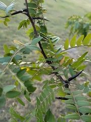 Gleditsia triacanthos