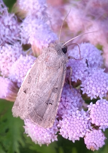 Protorthodes melanopis photo 3
