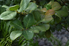 Ottoschulzia rhodoxylon