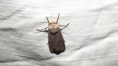 Agrotis vetusta