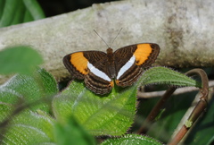 Adelpha cytherea marcia