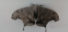 Arsenurinae