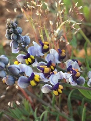 Monnina linearifolia