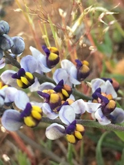 Monnina linearifolia