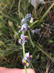 Monnina linearifolia
