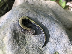 Plethodon cinereus