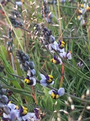 Monnina linearifolia