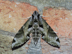 Eumorpha